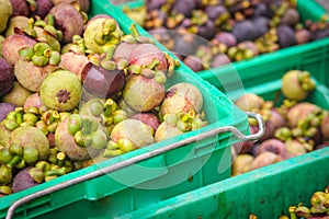 Fresh mangosteen fruit after harvest.