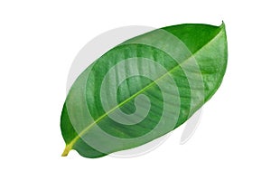 Fresh Mangosteen leaf