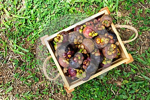 Fresh mangosteen in wooden box. Tropical fruit. Queen of fruit.