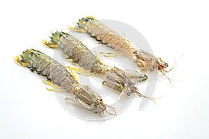 fresh mantis shrimp on white background