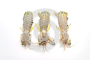 fresh mantis shrimp on white background