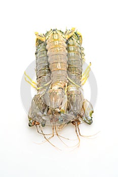 fresh mantis shrimp on white background