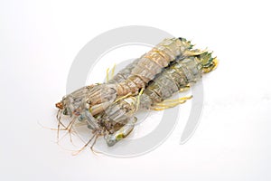 fresh mantis shrimp on white background