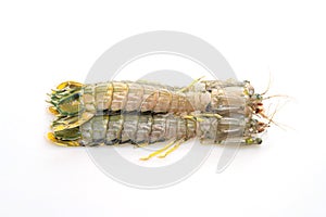 fresh mantis shrimp on white background