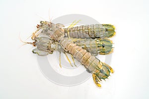 fresh mantis shrimp on white background