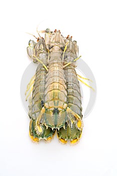 fresh mantis shrimp on white background