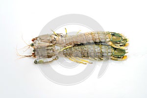 Fresh mantis shrimp on white background