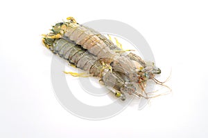 Fresh mantis shrimp on white background