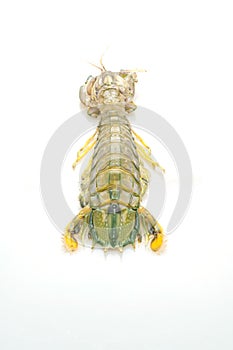 Fresh mantis shrimp on white background