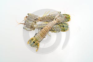 Fresh mantis shrimp on white background