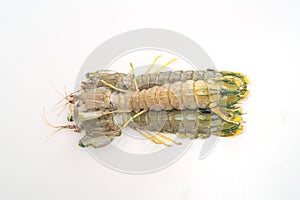 Fresh mantis shrimp on white background