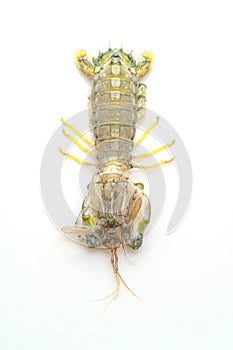 Fresh mantis shrimp on white background