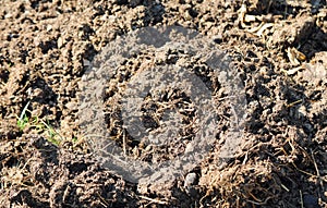 fresh manure just spread in the field to fertilize using natural