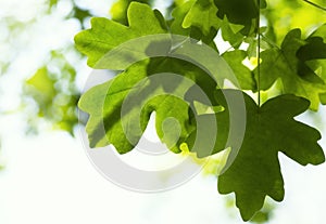 Fresh Maple-Leaves on a Tree