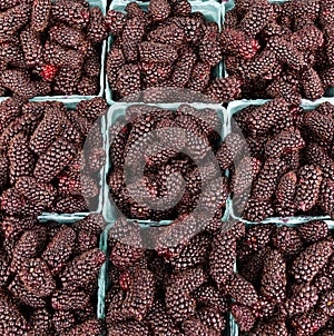 Fresh Marionberries on display