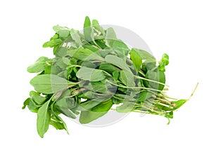 Fresh marjoram herb