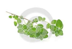 Fresh marjoram isolated on a white background