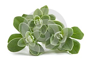 Fresh marjoram plants