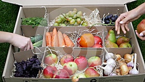 Fresh Market. Farmers fills the box of Fruits and Vegetables with pears and cucumbers