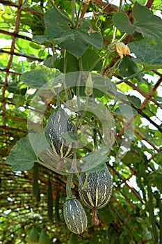 Fresh marrow, floting marrow