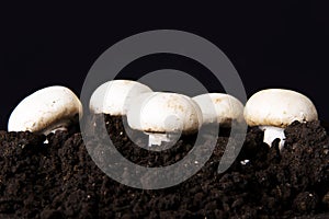 Fresh mashrooms in the ground.