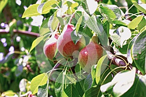 Fresh mature pears on a branch - Photo of mature pear fruit on a