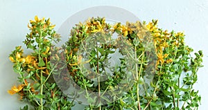 Fresh medicinal herb St. John`s Wort, flowers on a light colored background