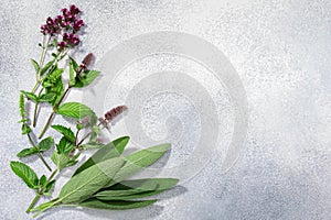 Fresh medicinal herbs: sage, mint, oregano on grey textured backdrop w/ copy space,  top view