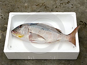 Fresh Mediterranean Common dentex