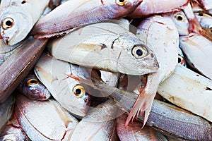 Fresh mediterranean fish