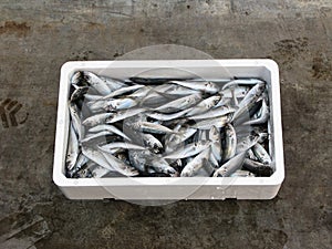 Fresh Mediterranean horse mackerel,