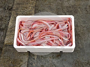 Fresh mediterranean Red bandfish