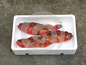 Fresh Mediterranean scorpionfish photo