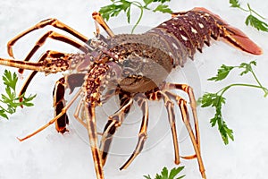 Fresh mediterranean spiny lobster on ice