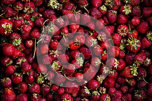 Fresh and mellow red strauberries in a box