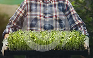 Fresh micro green morning glory sprouts in tray with farmer