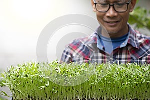 Fresh micro green morning glory sprouts in tray with farmer