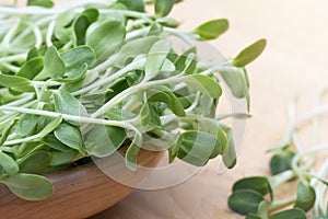 fresh micro green Sunflower sprouts in wooden bowl