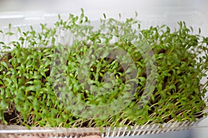 Fresh micro-greens close-up. Growing sprouts for a healthy salad