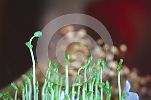 Fresh micro greens closeup. Growing sunflower sprouts for healthy salad