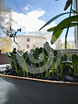 Fresh micro greens closeup. Growing sunflower sprouts for healthy salad