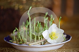 Fresh micro greens closeup. Growing sunflower sprouts for healthy salad