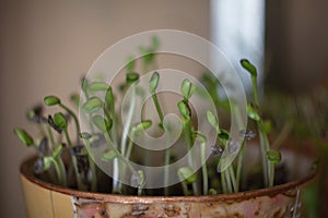 Fresh micro greens closeup. Growing sunflower sprouts for healthy salad