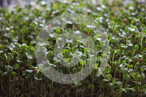 Fresh micro greens closeup. Growing sunflower sprouts for healthy salad