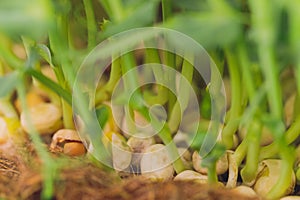 Fresh micro greens closeup. Growing sunflower sprouts for healthy salad. Eating right, stay young and modern restaurant