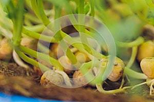 Fresh micro greens closeup. Growing sunflower sprouts for healthy salad. Eating right, stay young and modern restaurant