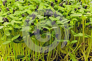 Fresh micro greens closeup. Growing sunflower sprouts for healthy salad. Eating right, stay young and modern restaurant