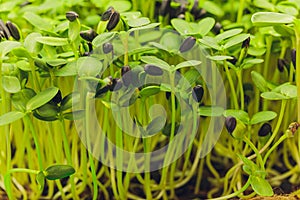 Fresh micro greens closeup. Growing sunflower sprouts for healthy salad. Eating right, stay young and modern restaurant