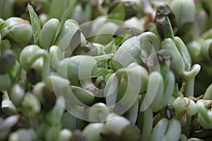 Fresh micro greens closeup for healthy salad. Growing Microgreens sprouts for healthy salad