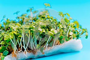 Fresh micro greens . healthy salad. Eating right. Healthy eating concept of fresh garden produce organically grown as a symbol of